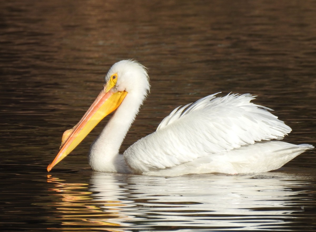 American White Pelican - Greg Cross