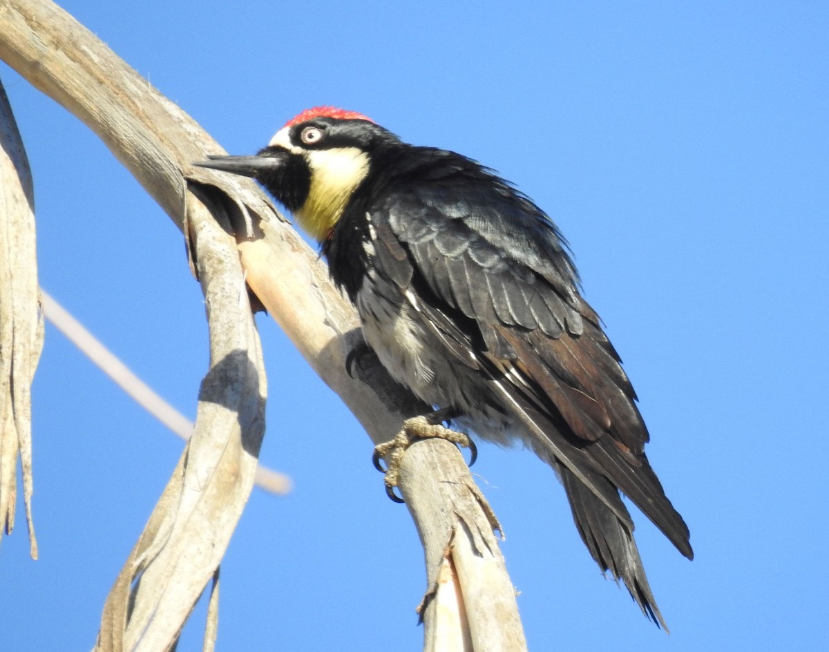 Acorn Woodpecker - ML141031801