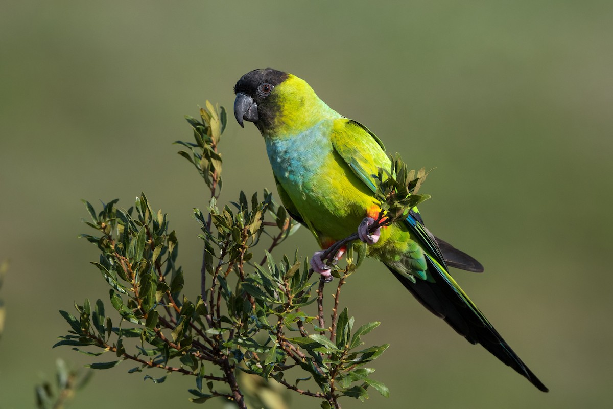 Nanday Parakeet - Melissa James