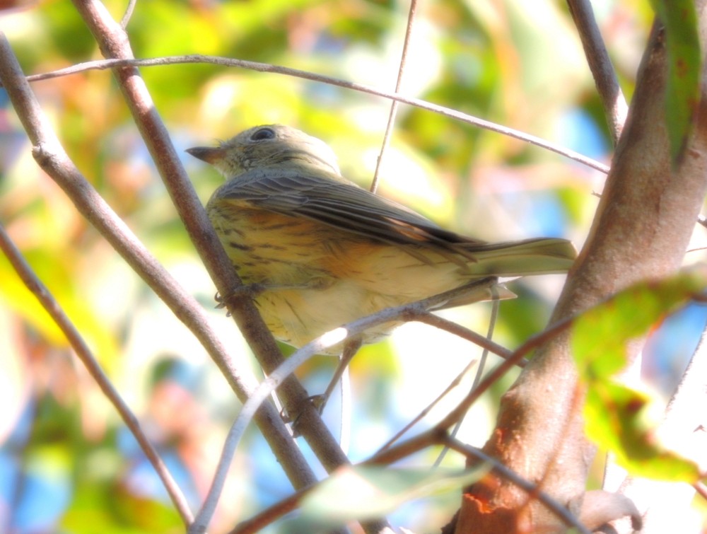 Rufous Whistler - ML141035721