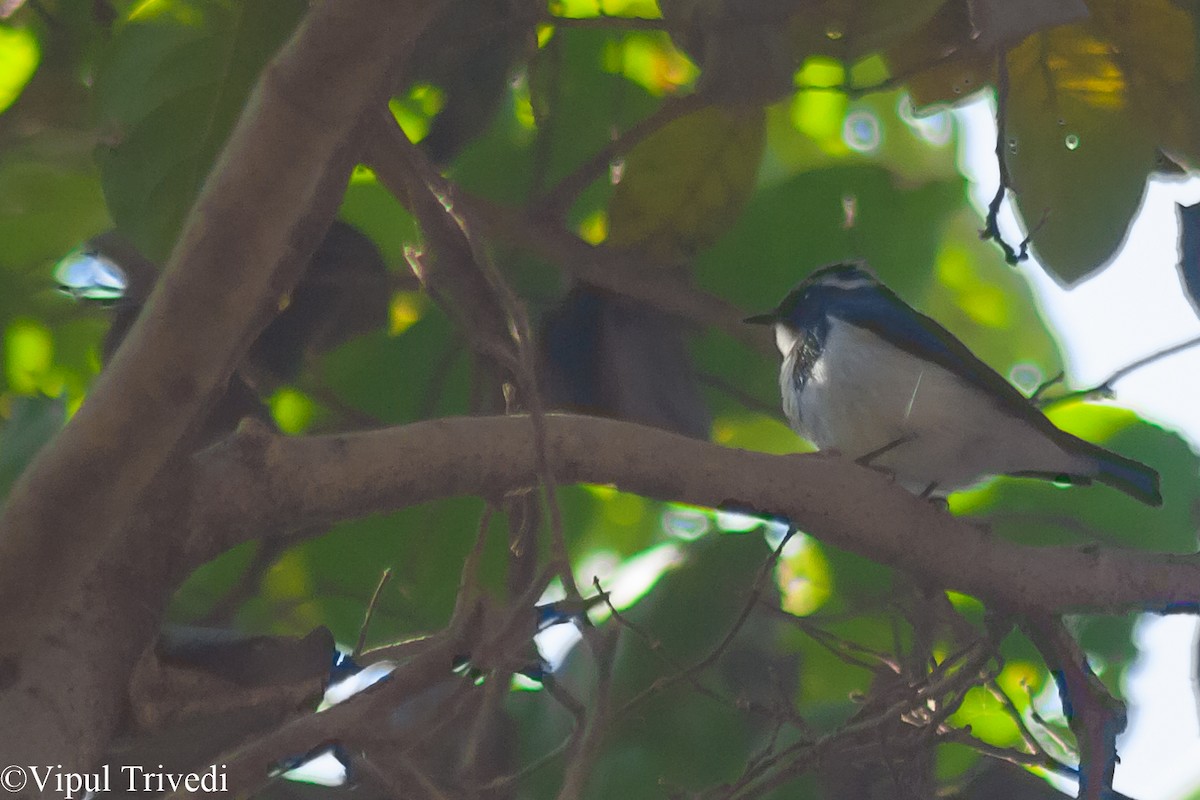 Ultramarine Flycatcher - ML141036011