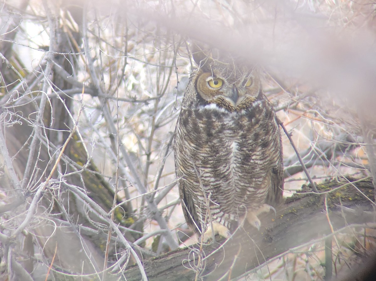 Great Horned Owl - ML141036201