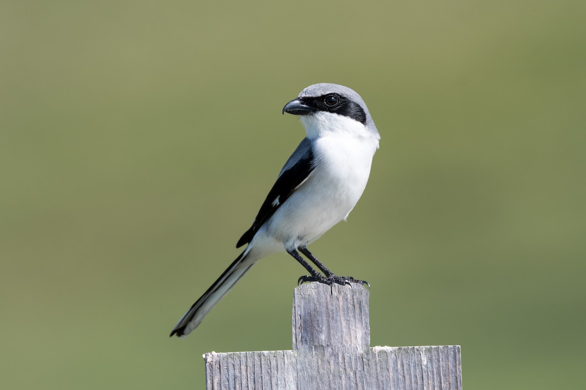 Loggerhead Shrike - Melissa James