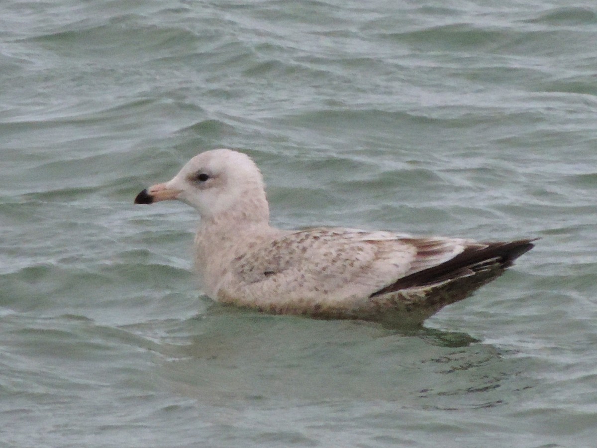 American Herring x Glaucous Gull (hybrid) - Urs Geiser