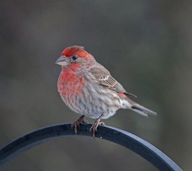 House Finch - ML141037991