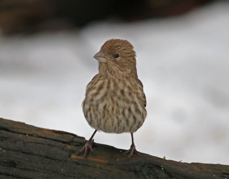 House Finch - Jock McCracken