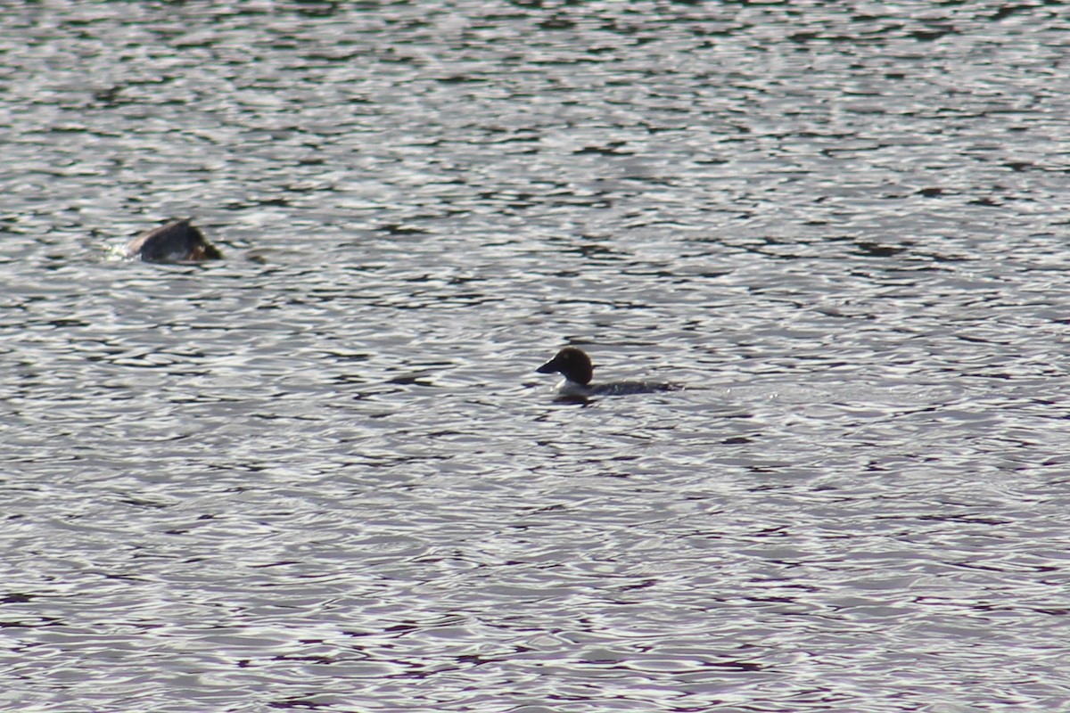 Common Goldeneye - ML141038631