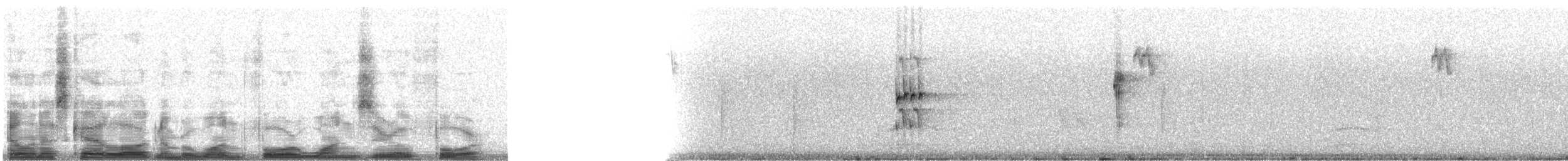 Rotfußdrossel (plumbeus) - ML14104