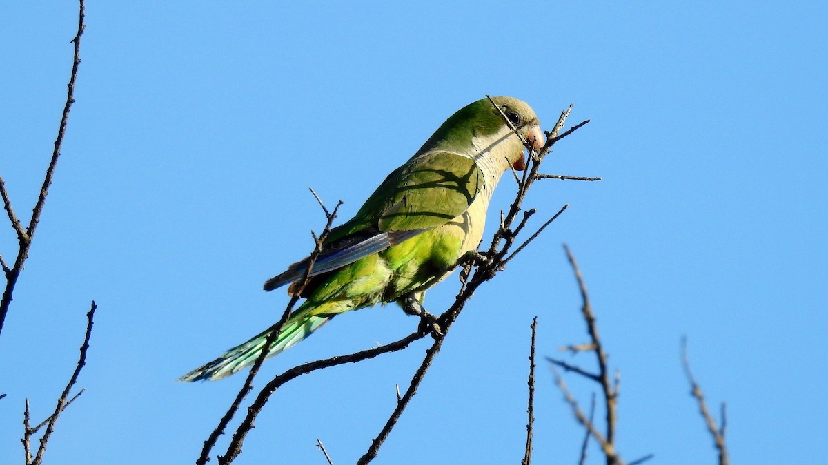 Monk Parakeet - ML141043101