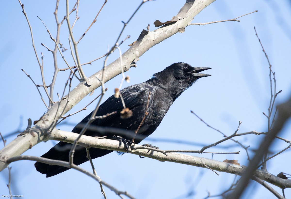 American Crow - ML141044411