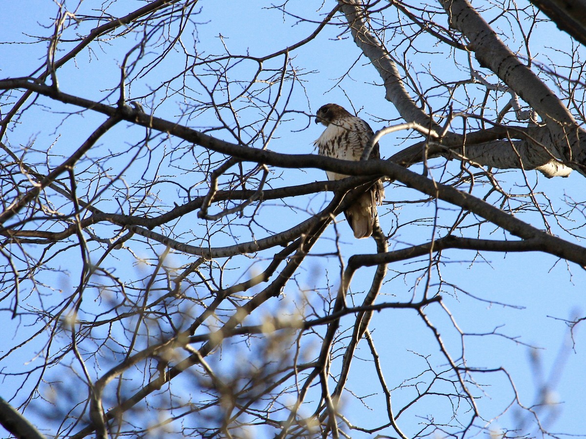 Red-tailed Hawk - ML141046301