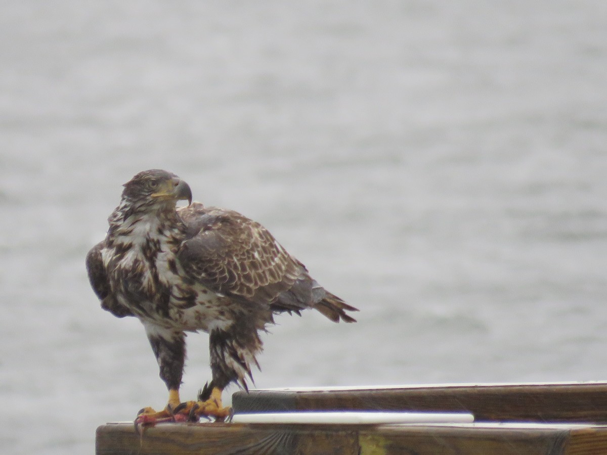 Bald Eagle - ML141047741