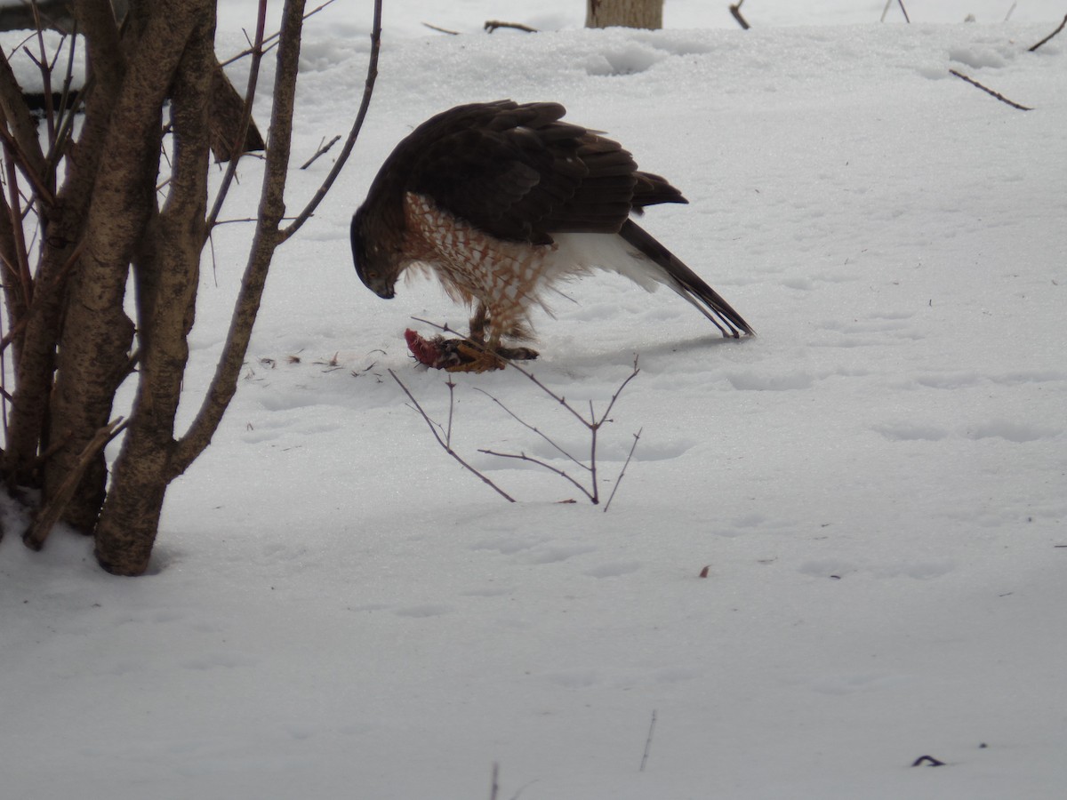 Cooper's Hawk - ML141047761