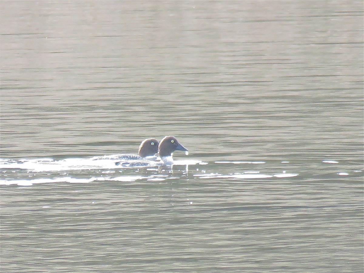 Common Goldeneye - ML141047891