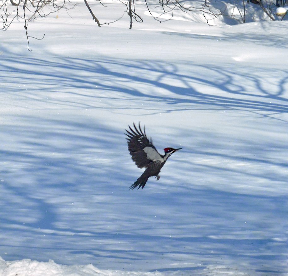 Pileated Woodpecker - ML141049031