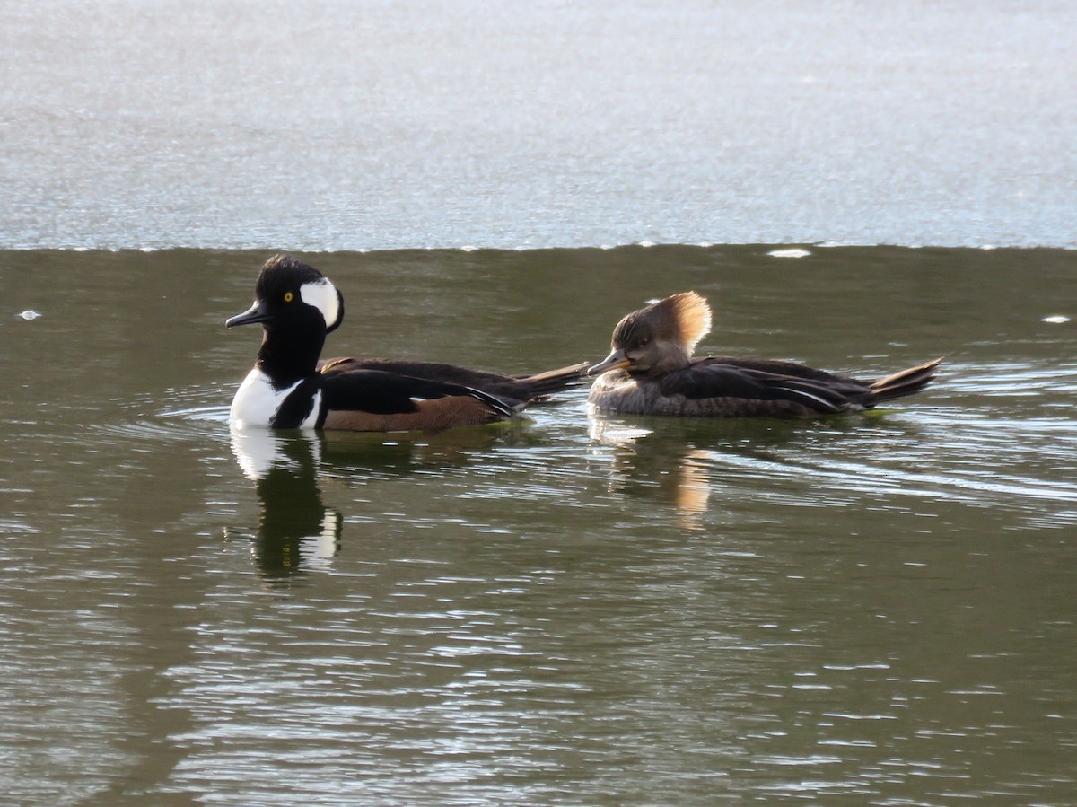 Hooded Merganser - ML141049141