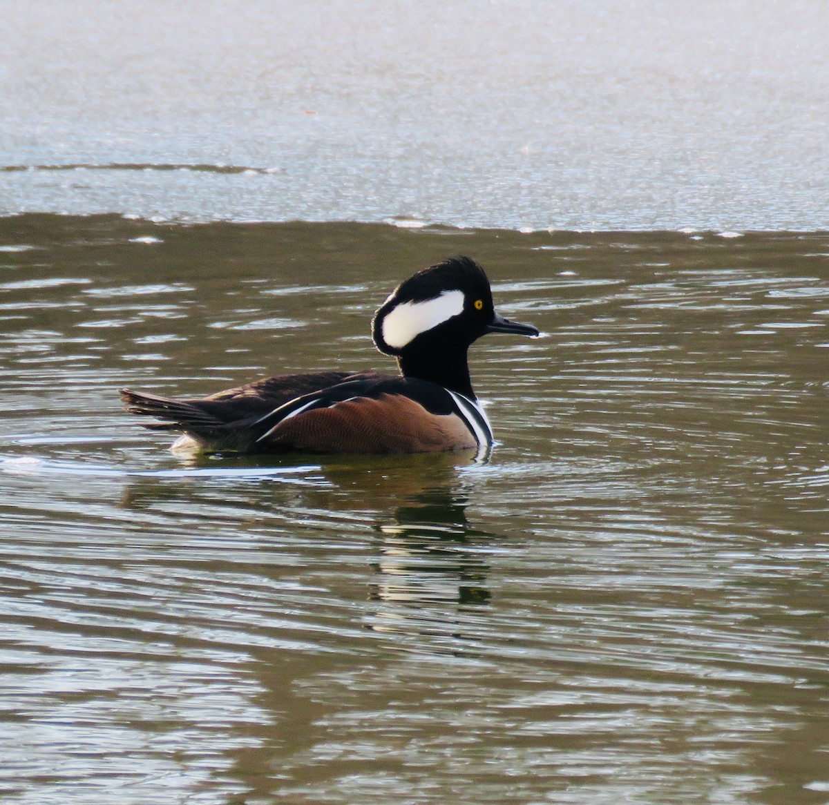 Hooded Merganser - ML141049151