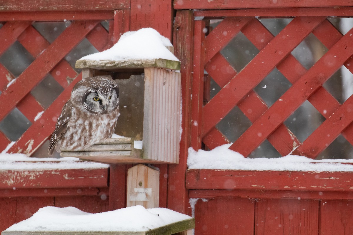 Boreal Owl - Sulli Gibson