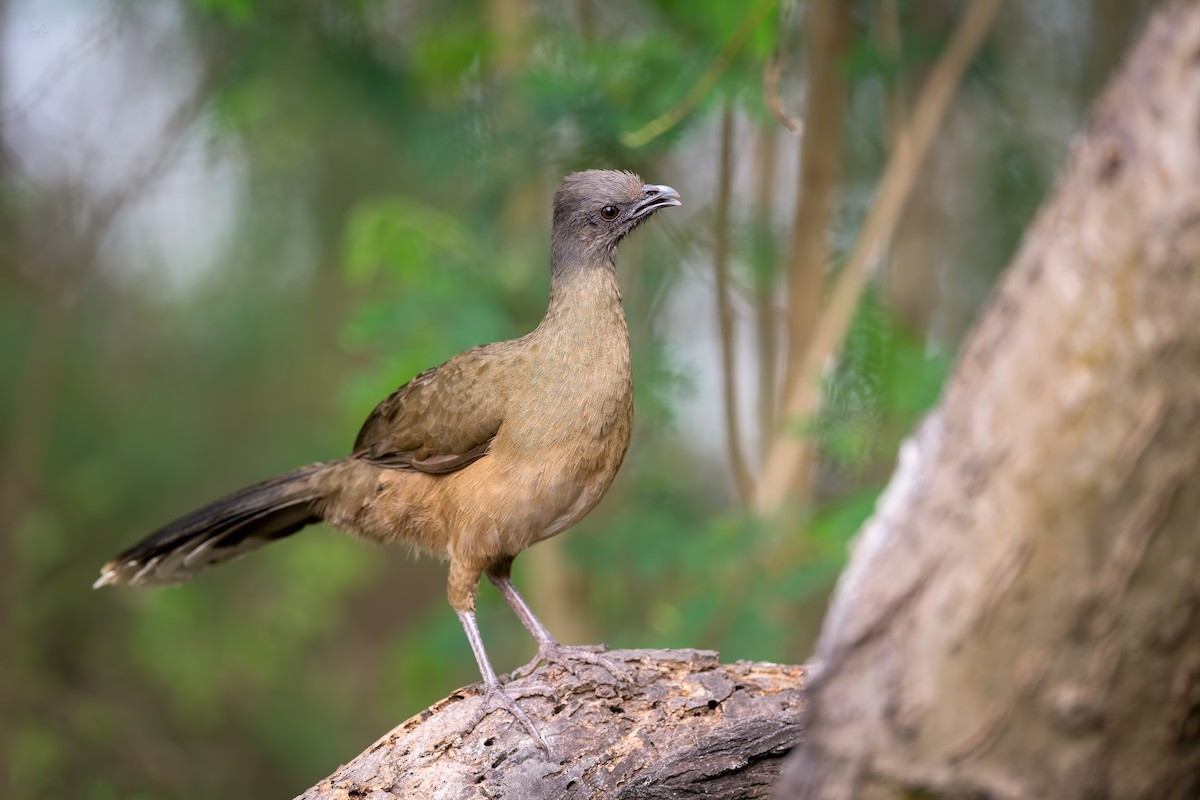 Plain Chachalaca - ML141051671