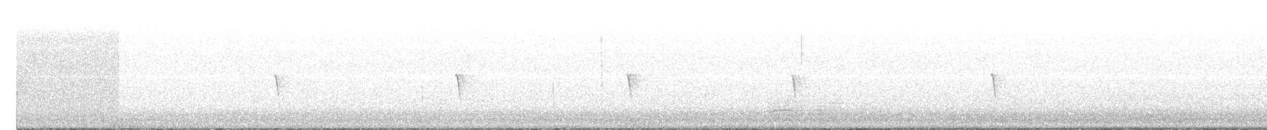 Светлобрюхий фиби - ML141052341