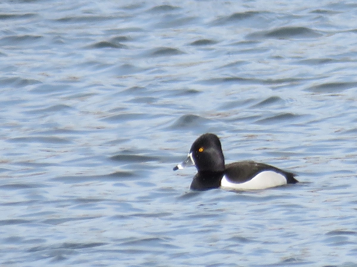 Ringschnabelente - ML141052681