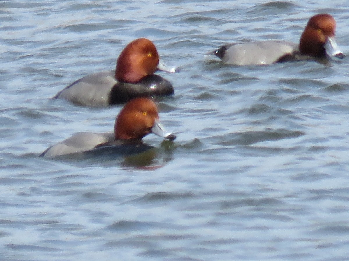 Rotkopfente - ML141052801