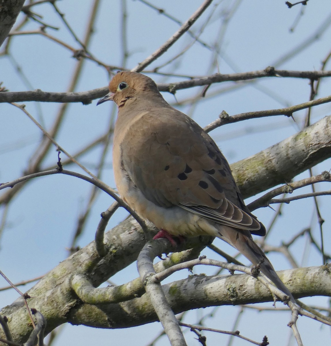 Mourning Dove - Gary Byerly