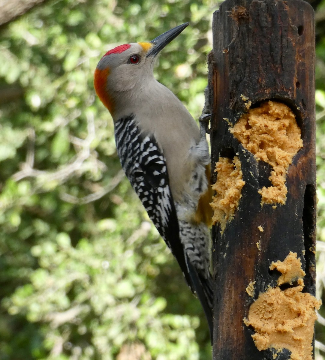 Golden-fronted Woodpecker - Gary Byerly