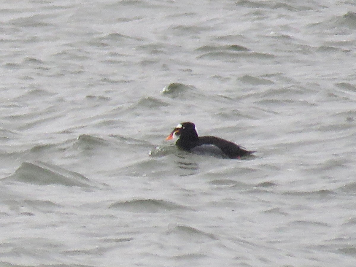 Surf Scoter - Mark Sopko