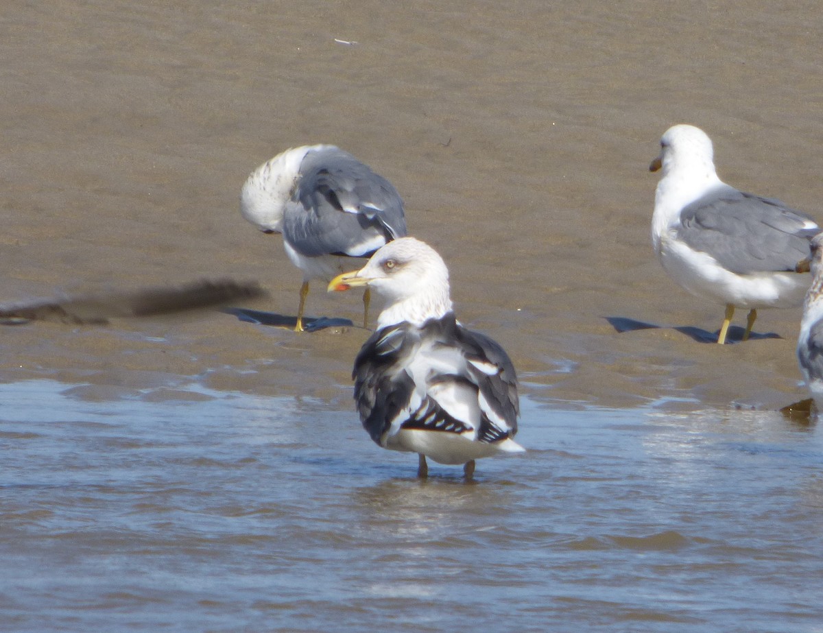 Gaviota Sombría - ML141054991