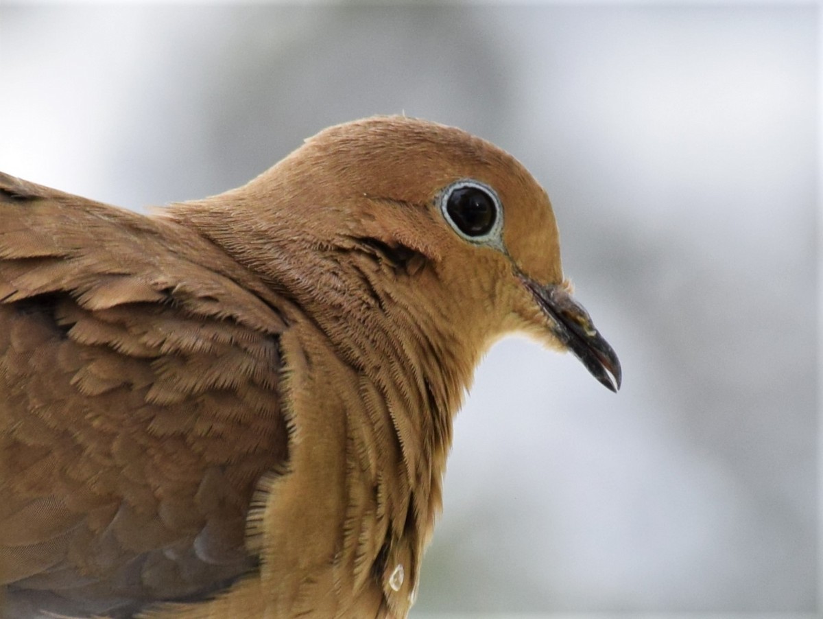 Mourning Dove - ML141055071