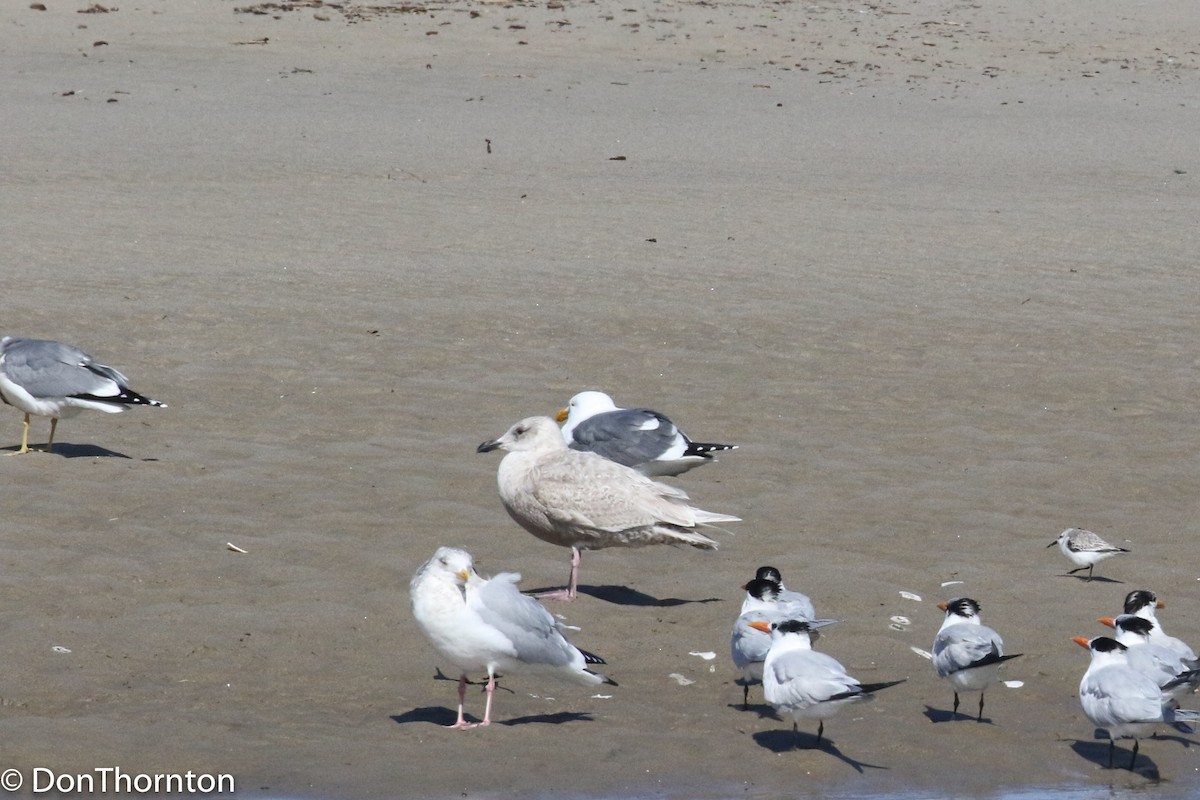 Glaucous-winged Gull - ML141055781