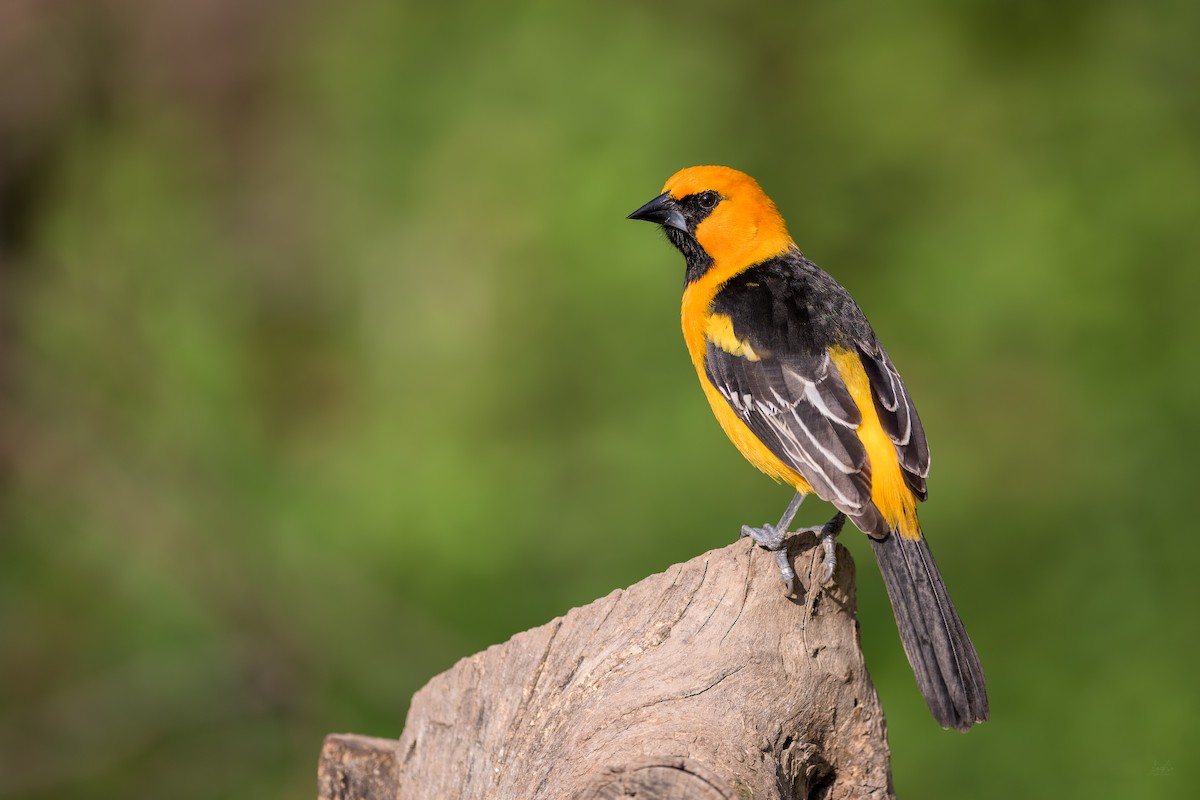 Oriole à gros bec - ML141056041