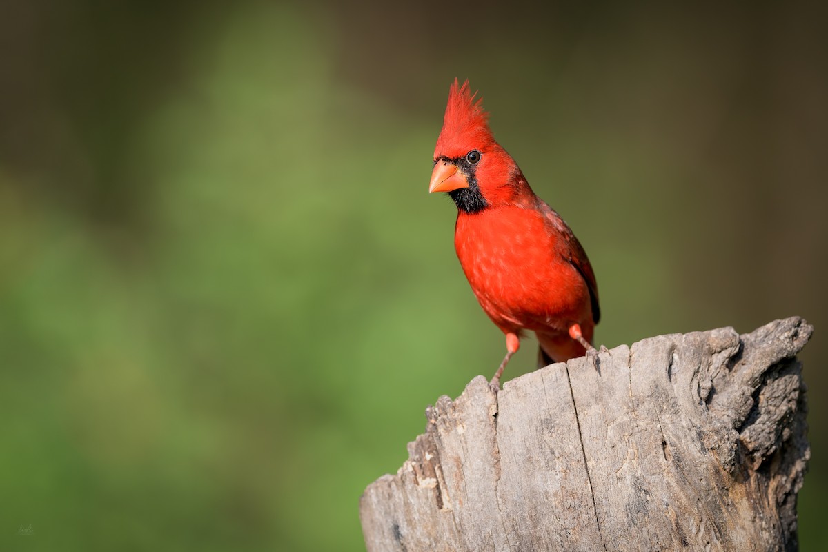 Cardenal Norteño - ML141056151