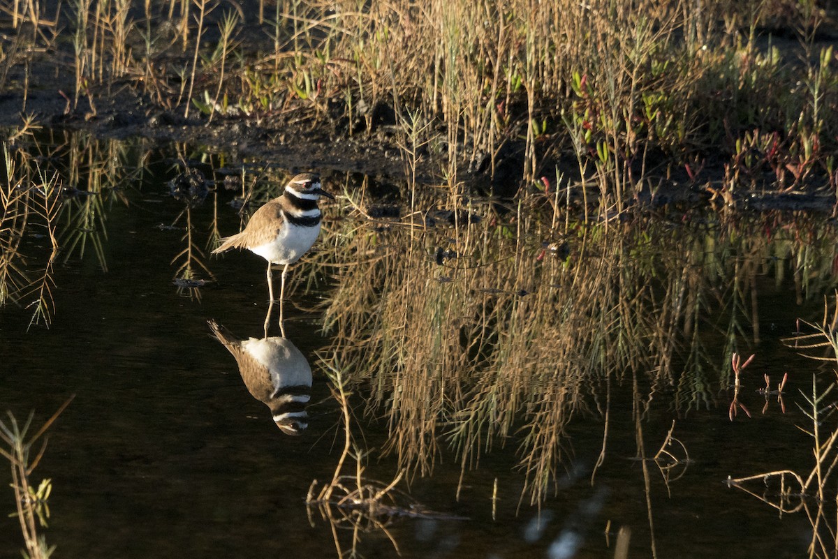 Killdeer - Joseph Cooney