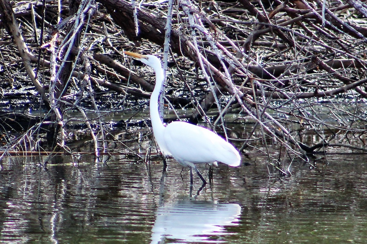 Great Egret - ML141057181