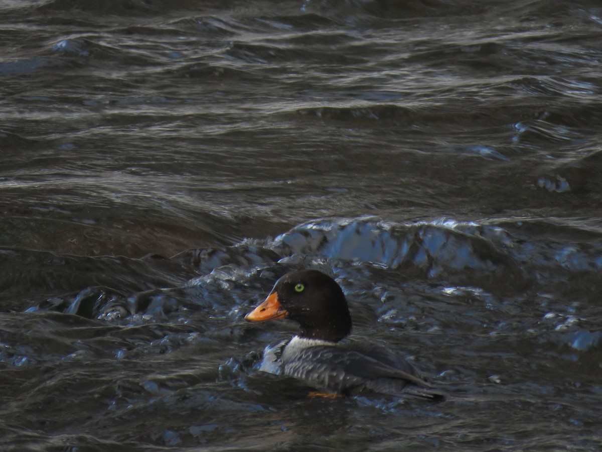 Common Goldeneye - ML141057831