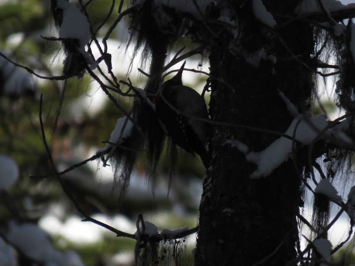 Hairy Woodpecker - ML141058361