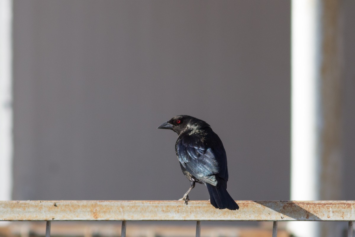 Bronzed Cowbird - ML141065561