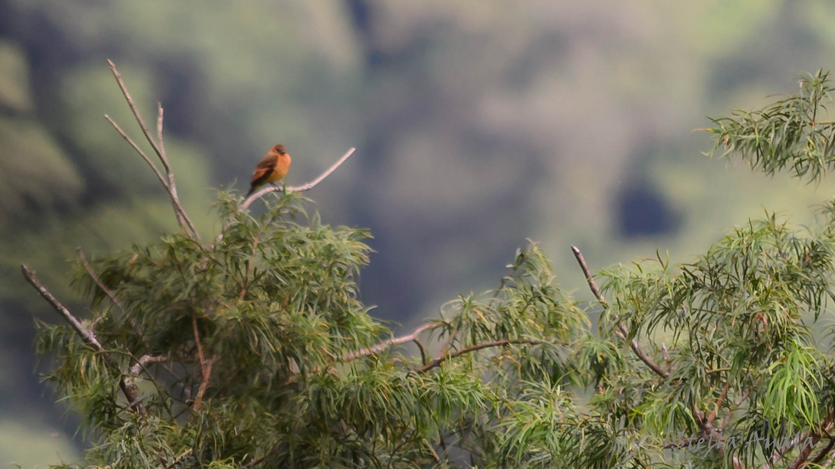 Cinnamon Flycatcher - ML141066131