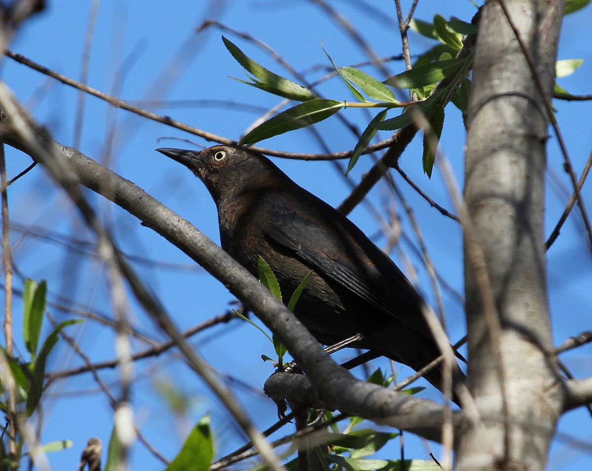 Rusty Blackbird - Ben Sandstrom