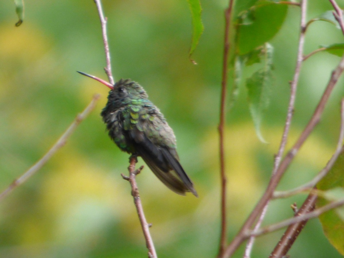Broad-billed Hummingbird - ML141067301