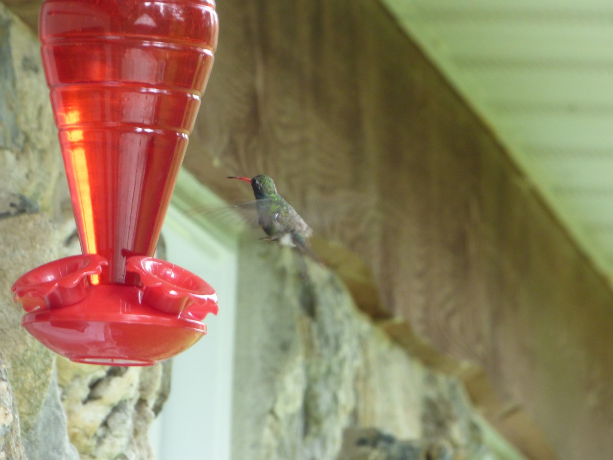 Broad-billed Hummingbird - ML141067791