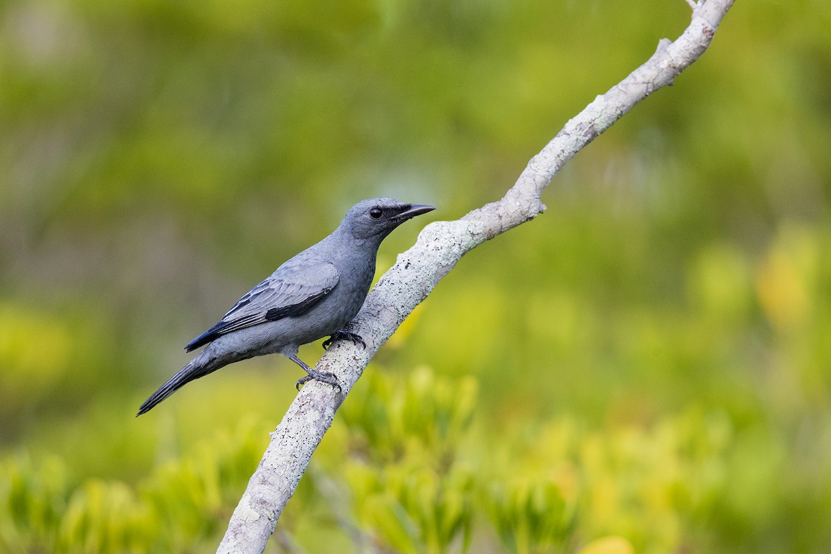 Sahul Cicadabird - ML141067931