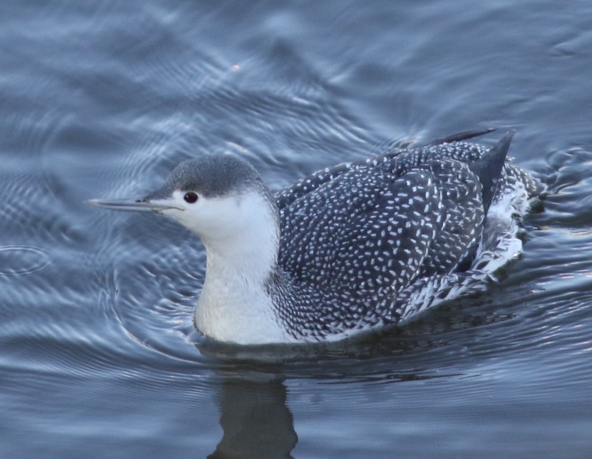 Red-throated Loon - Stephen Baird