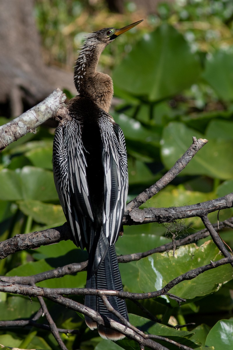 Anhinga - Tom Blevins