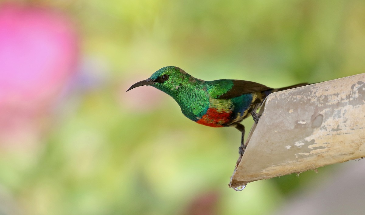 Beautiful Sunbird - ML141070921