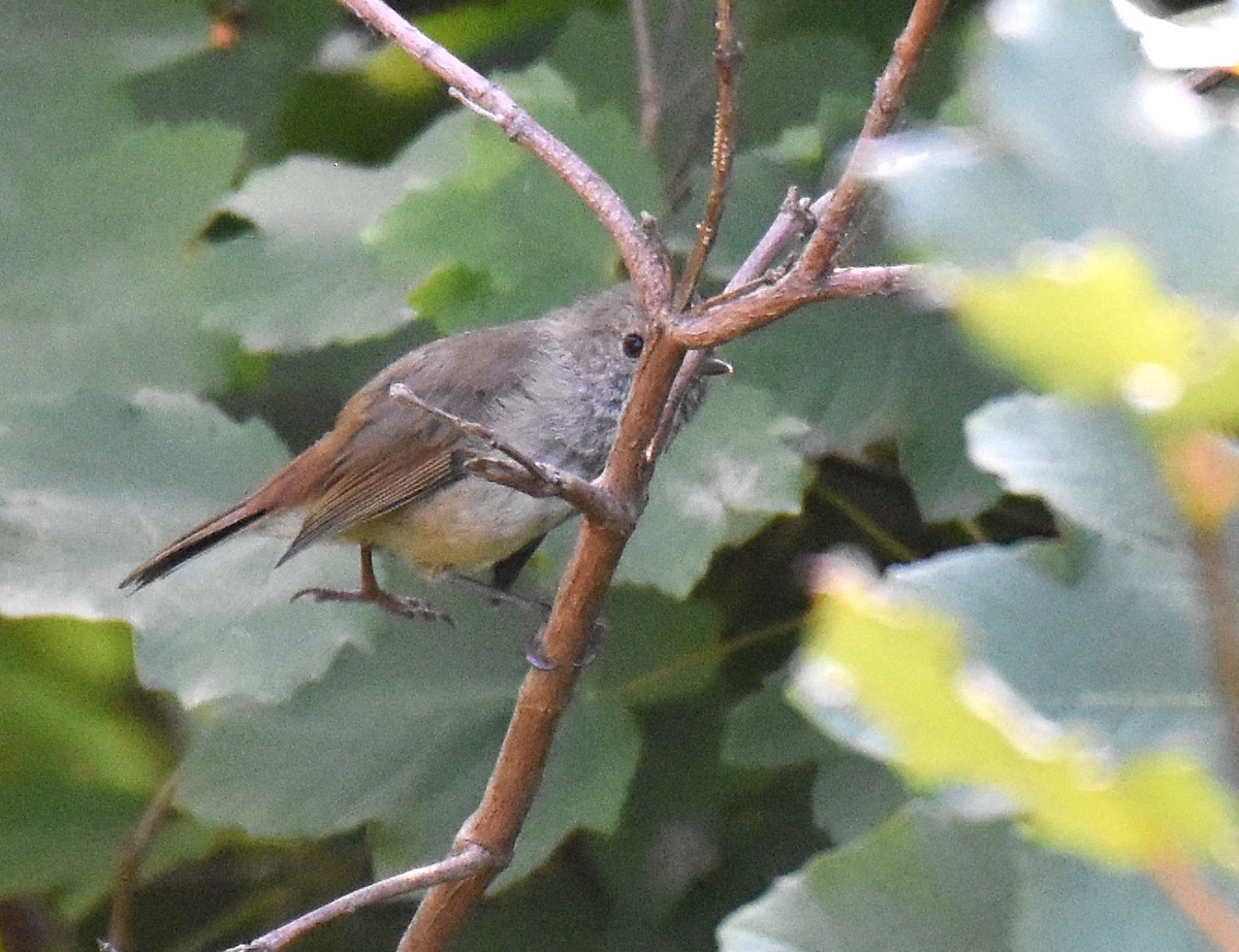 Brown Thornbill - Jason Vassallo