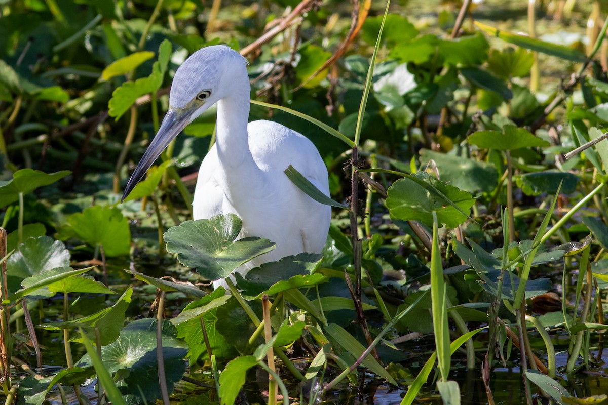 Little Blue Heron - Tom Blevins