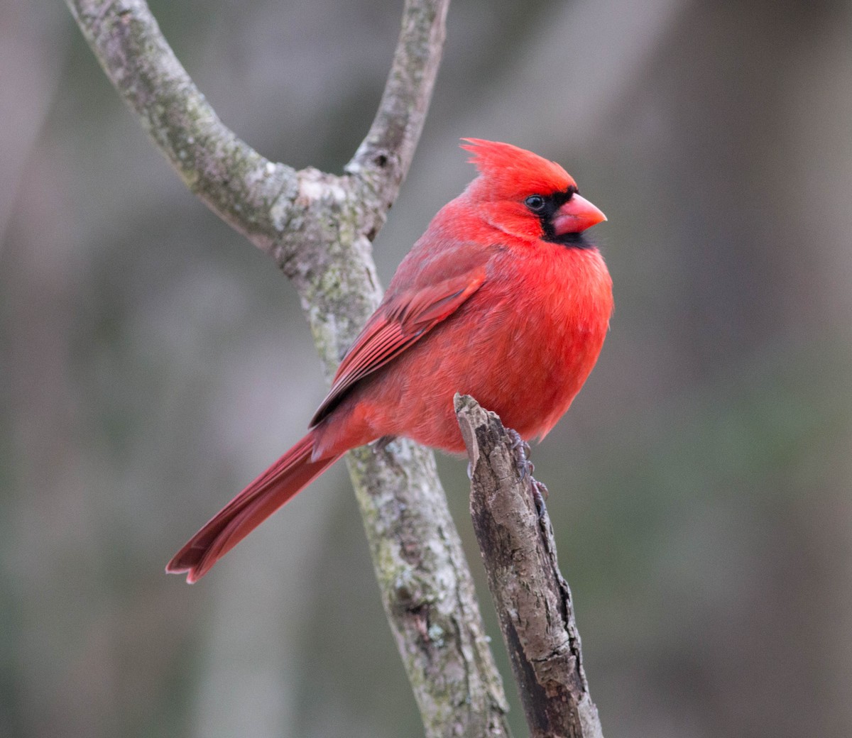 Cardinal rouge - ML141079201